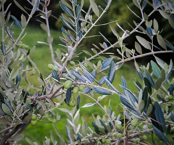Benciolini Prázdninový dům Colà