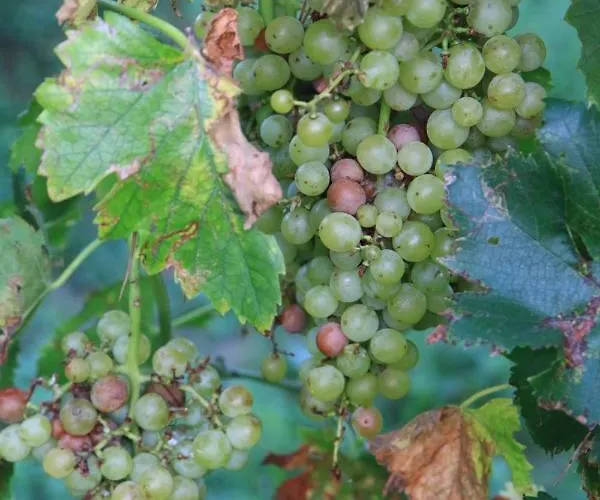 Benciolini Holiday home Cola (Verona)