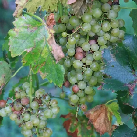Benciolini Ferienhaus Colà